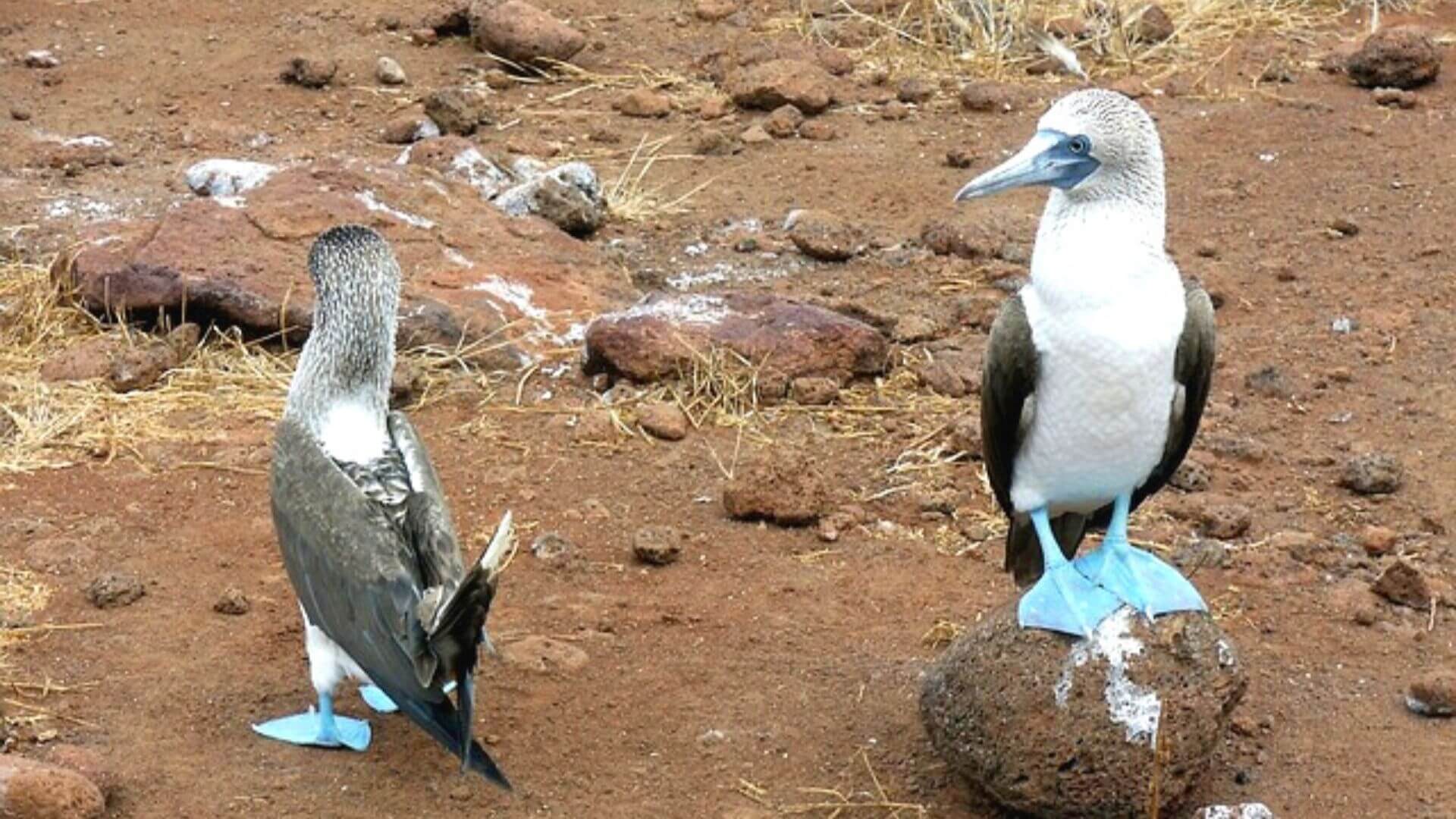 Piqueros de patas azules